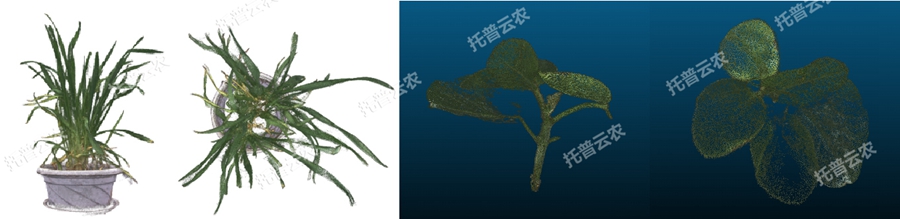 溫室型高通量植物表型采集分析平臺(tái)-3維